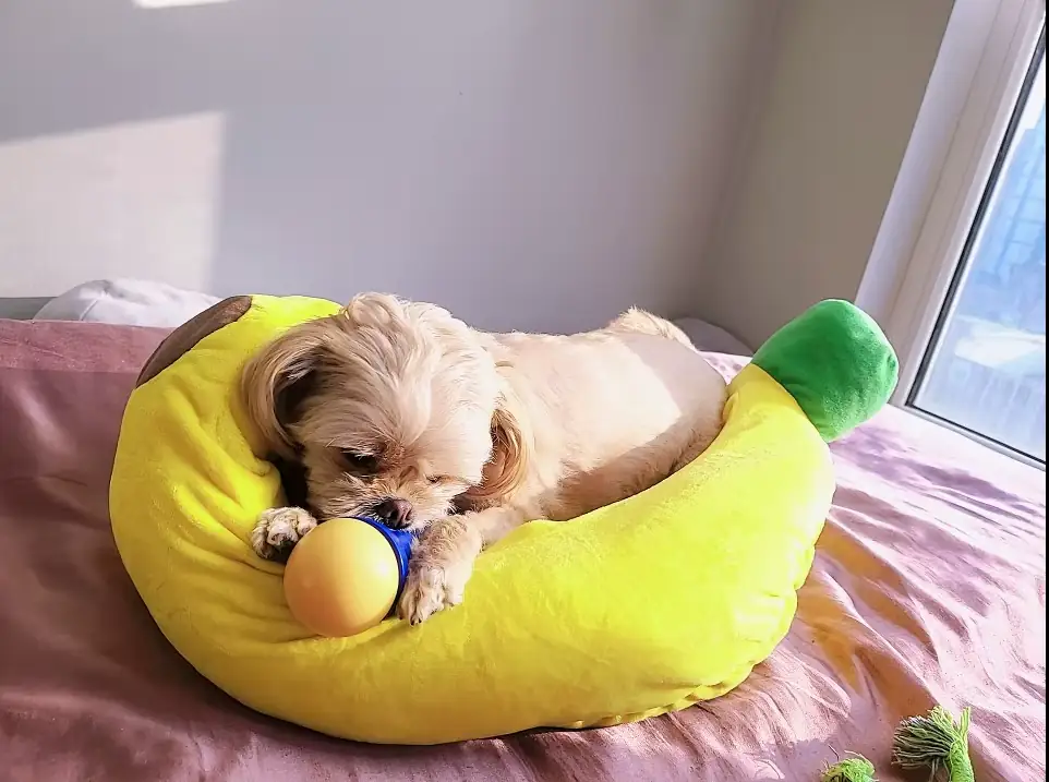 Perrito en BananaNest